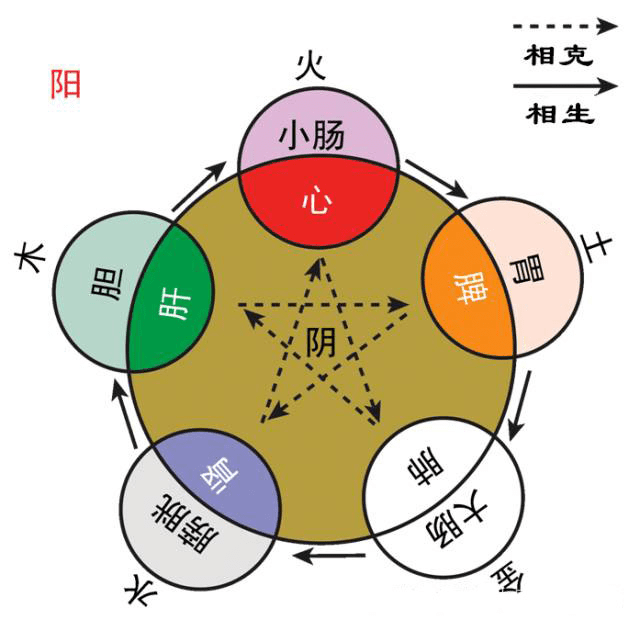 肝在身体哪个位置图解