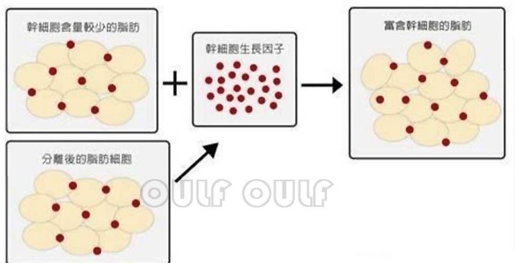 脂肪填充存活率吃什么