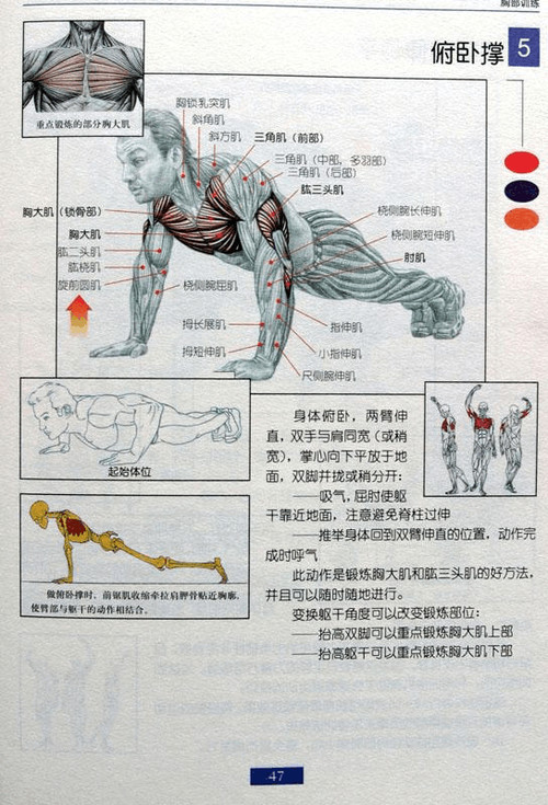 哑铃推举动作要领 图解